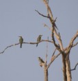 /album/photogallery/european-bee-eaters-kya-west-jpg/